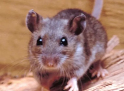 Alerta en Olavarría por un caso de Hantavirus