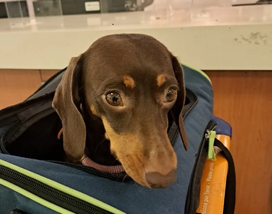 Autorizan a trasladar animales domésticos en trenes y micros de larga distancia