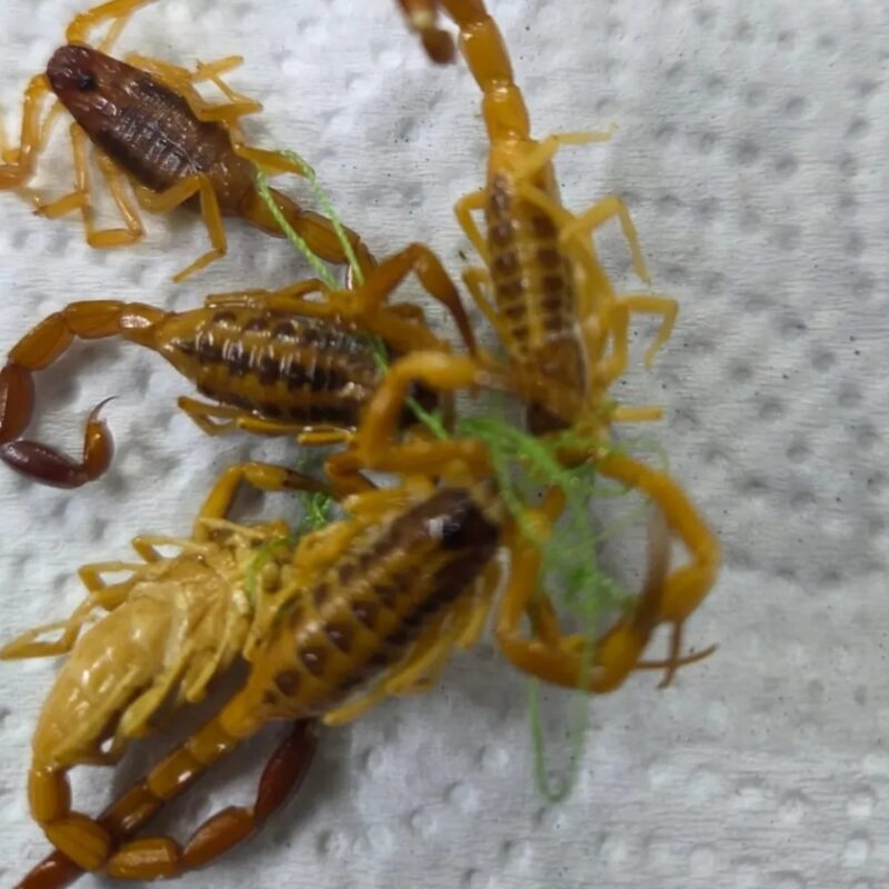 Quilmes: advierten por la presencia de alacranes venenosos tras la muerte de una mascota