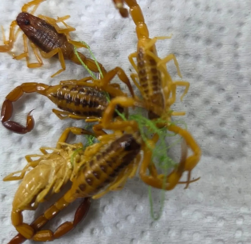 Quilmes: advierten por la presencia de alacranes venenosos tras la muerte de una mascota