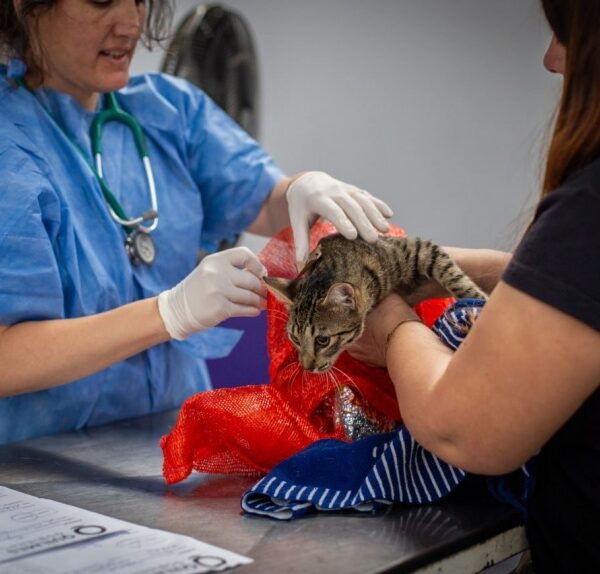 Alerta por intentos de estafa con supuestos operativos de Zoonosis en Quilmes