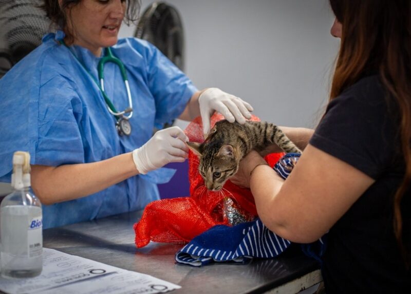Alerta por intentos de estafa con supuestos operativos de Zoonosis en Quilmes