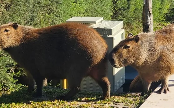 La Justicia prohibió nuevos traslados de carpinchos en Nordelta