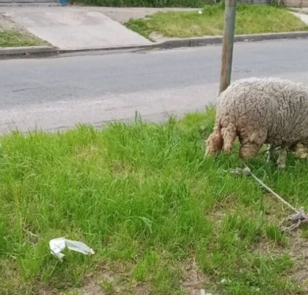 Insólito robo: se llevaron una oveja mascota de Lomas de Zamora