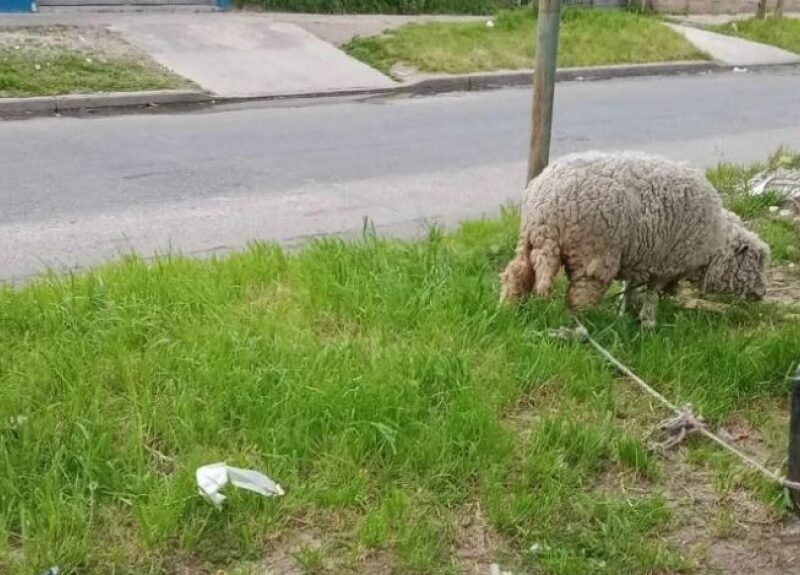 Insólito robo: se llevaron una oveja mascota de Lomas de Zamora