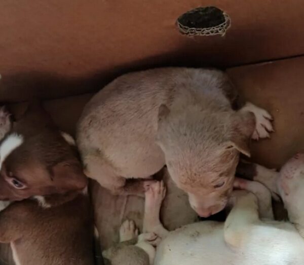 Quilmes: vendían perros de manera ilegal pero los atraparon y rescataron a los cachorros