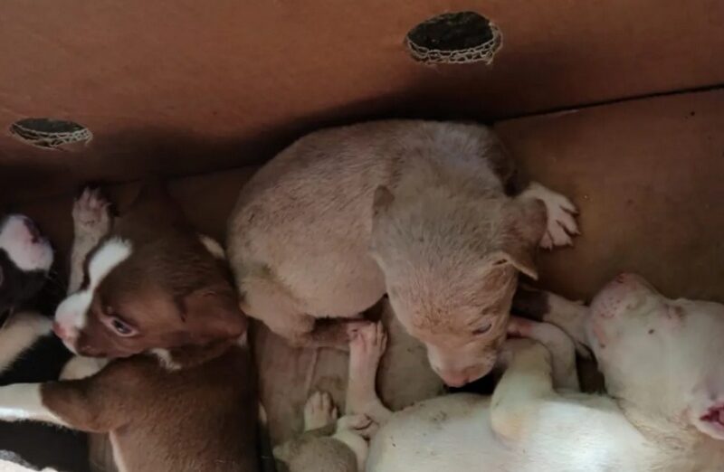 Quilmes: vendían perros de manera ilegal pero los atraparon y rescataron a los cachorros