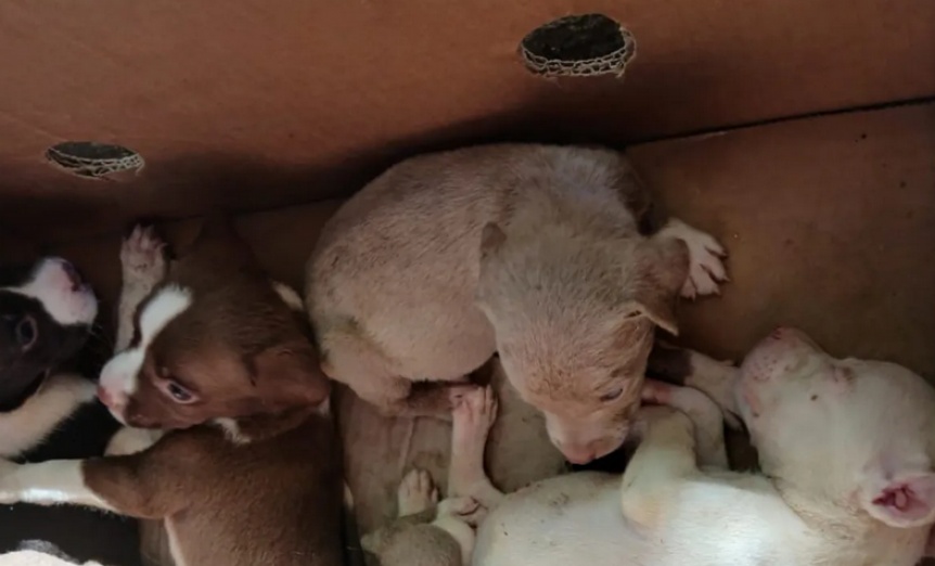 Quilmes: vendían perros de manera ilegal pero los atraparon y rescataron a los cachorros