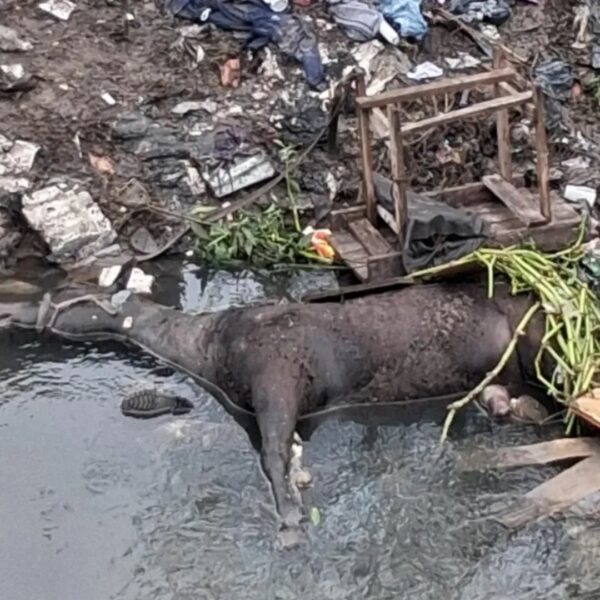 Crueldad al extremo: arrojaron un caballo al arroyo San Francisco-Las Piedras