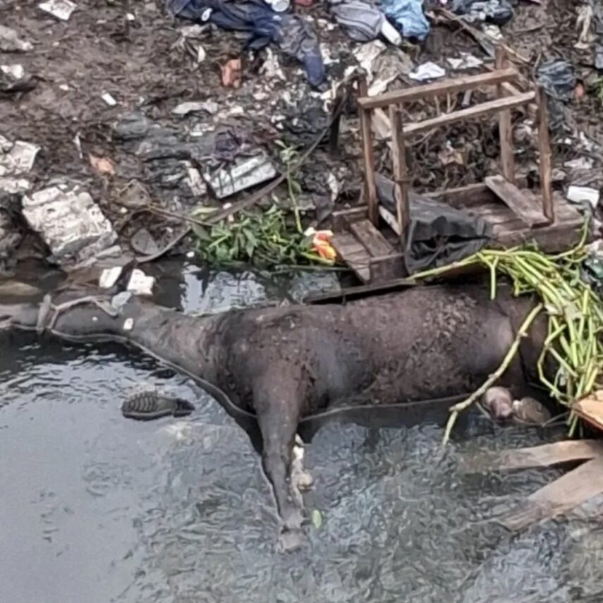 Crueldad al extremo: arrojaron un caballo al arroyo San Francisco-Las Piedras