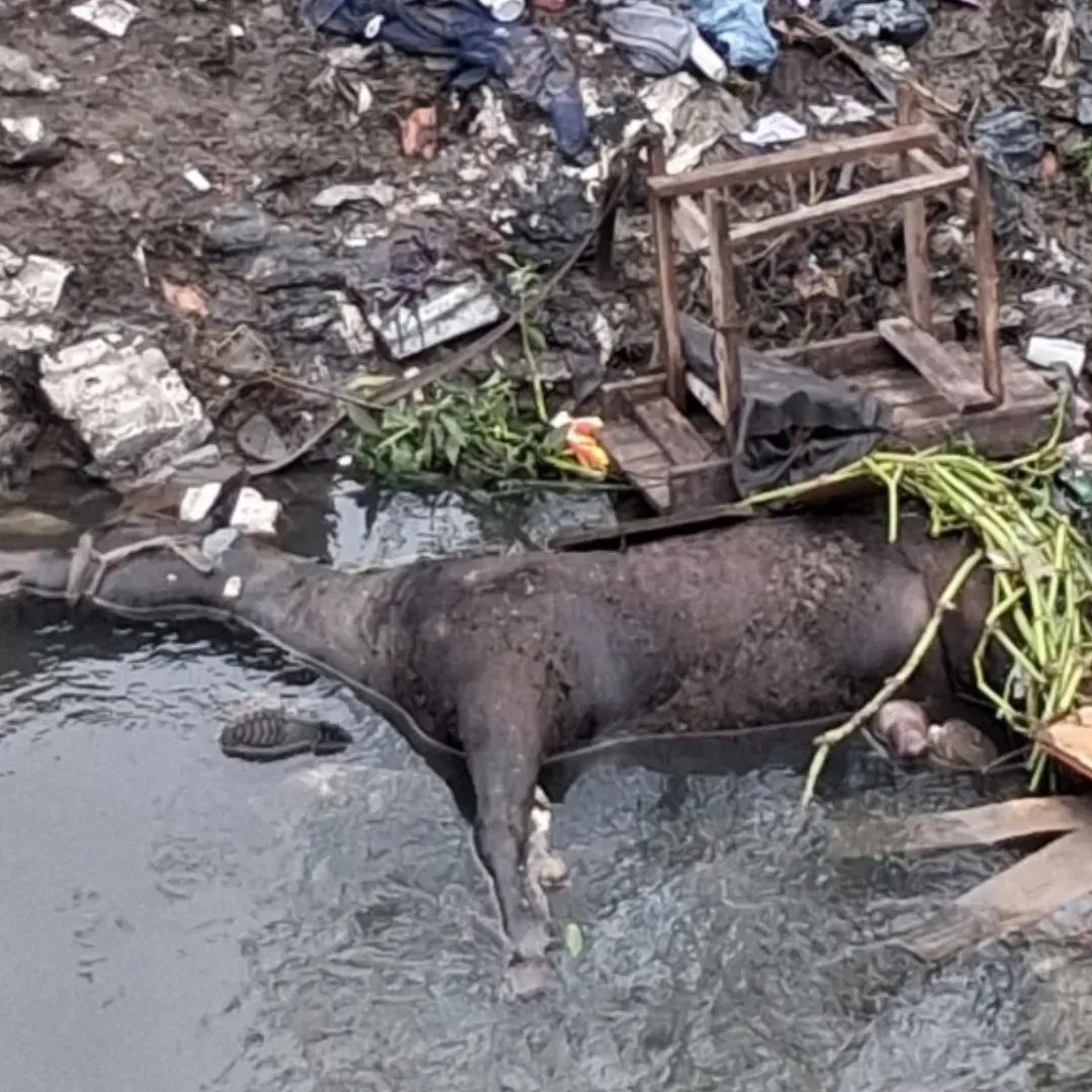 Crueldad al extremo: arrojaron un caballo al arroyo San Francisco-Las Piedras