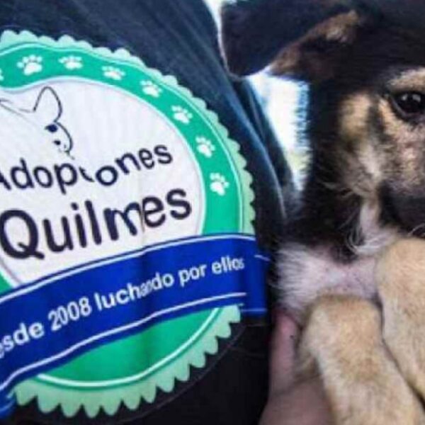 Quilmes: organizan un festival solidario para ayudar a un refugio de animales