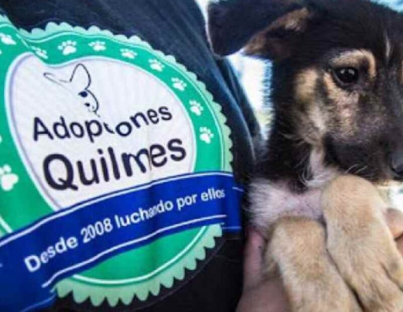 Quilmes: organizan un festival solidario para ayudar a un refugio de animales