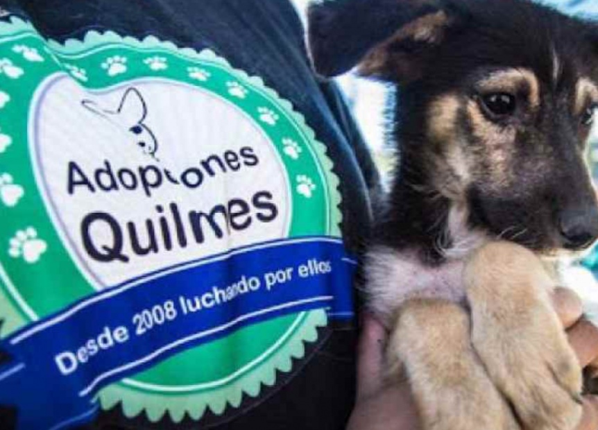 Quilmes: organizan un festival solidario para ayudar a un refugio de animales