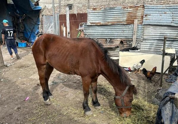 Florencio Varela: detenido por maltrato animal y resistencia a la autoridad