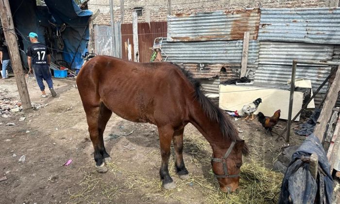 Florencio Varela: detenido por maltrato animal y resistencia a la autoridad