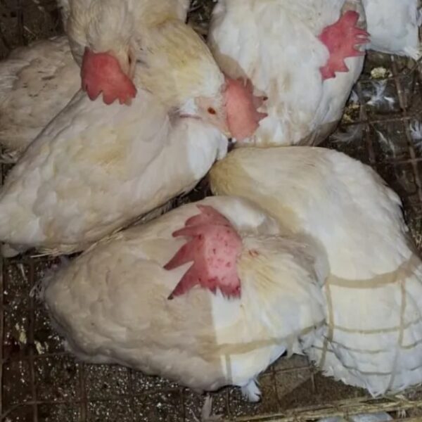 Quilmes Oeste: rescataron más de 40 animales que iban a ser sacrificados en un oficio de culto