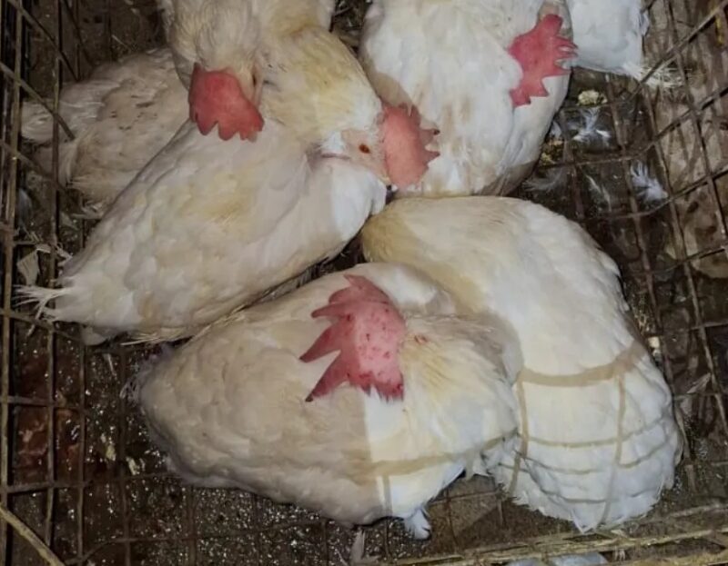 Quilmes Oeste: rescataron más de 40 animales que iban a ser sacrificados en un oficio de culto