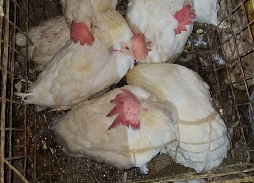 Quilmes Oeste: rescataron más de 40 animales que iban a ser sacrificados en un oficio de culto