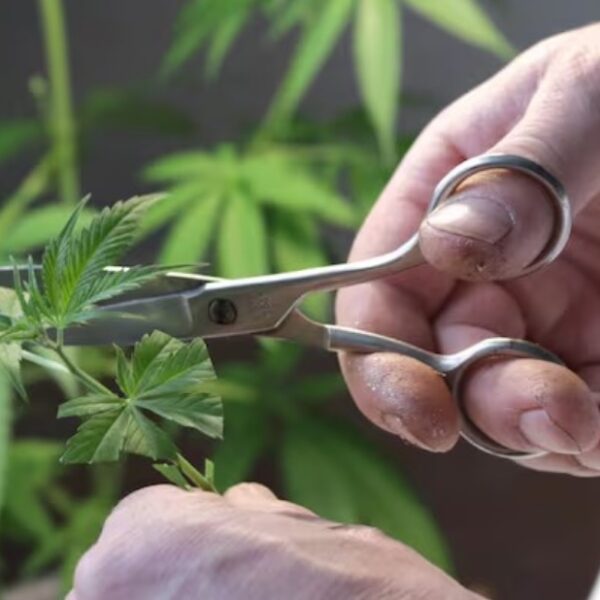 Provincia creó un Consejo Consultivo para avanzar en políticas sobre el cannabis medicinal