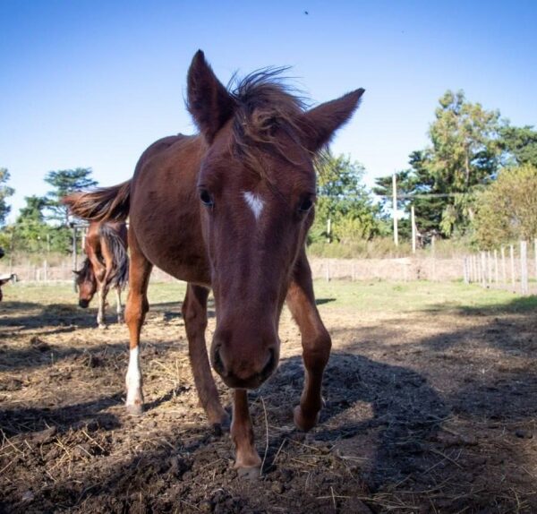 La Justicia reconoció a un caballo como “sujeto de derecho” y ratificó su protección