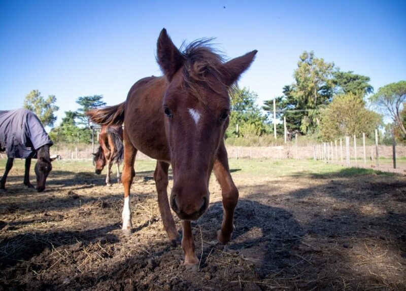 La Justicia reconoció a un caballo como “sujeto de derecho” y ratificó su protección