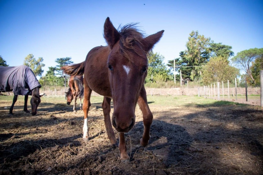 La Justicia reconoció a un caballo como “sujeto de derecho” y ratificó su protección