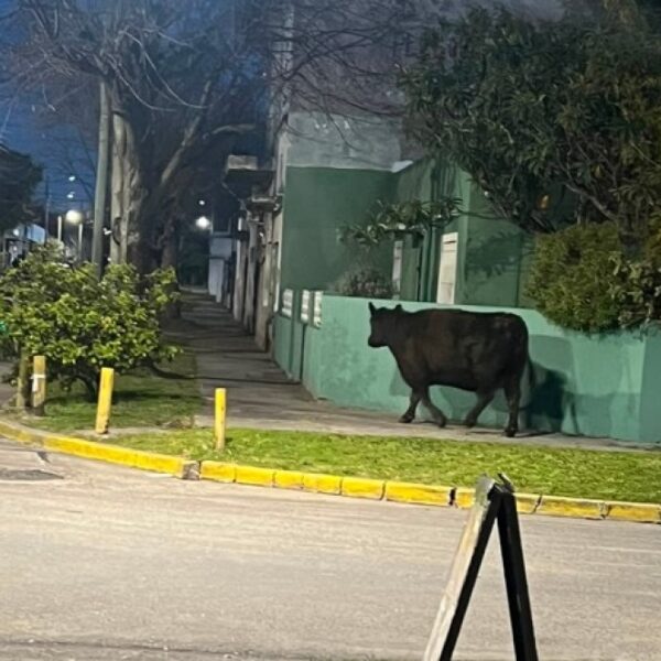 Operativo en Quilmes Oeste para rescatar una vaca que deambulaba por la calle