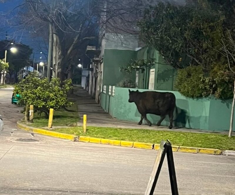 Operativo en Quilmes Oeste para rescatar una vaca que deambulaba por la calle