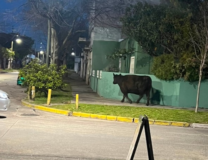 Operativo en Quilmes Oeste para rescatar una vaca que deambulaba por la calle