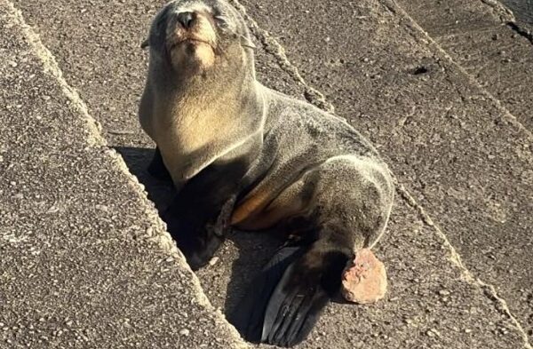 Rescataron a un pequeño lobo marino en la ribera de Quilmes